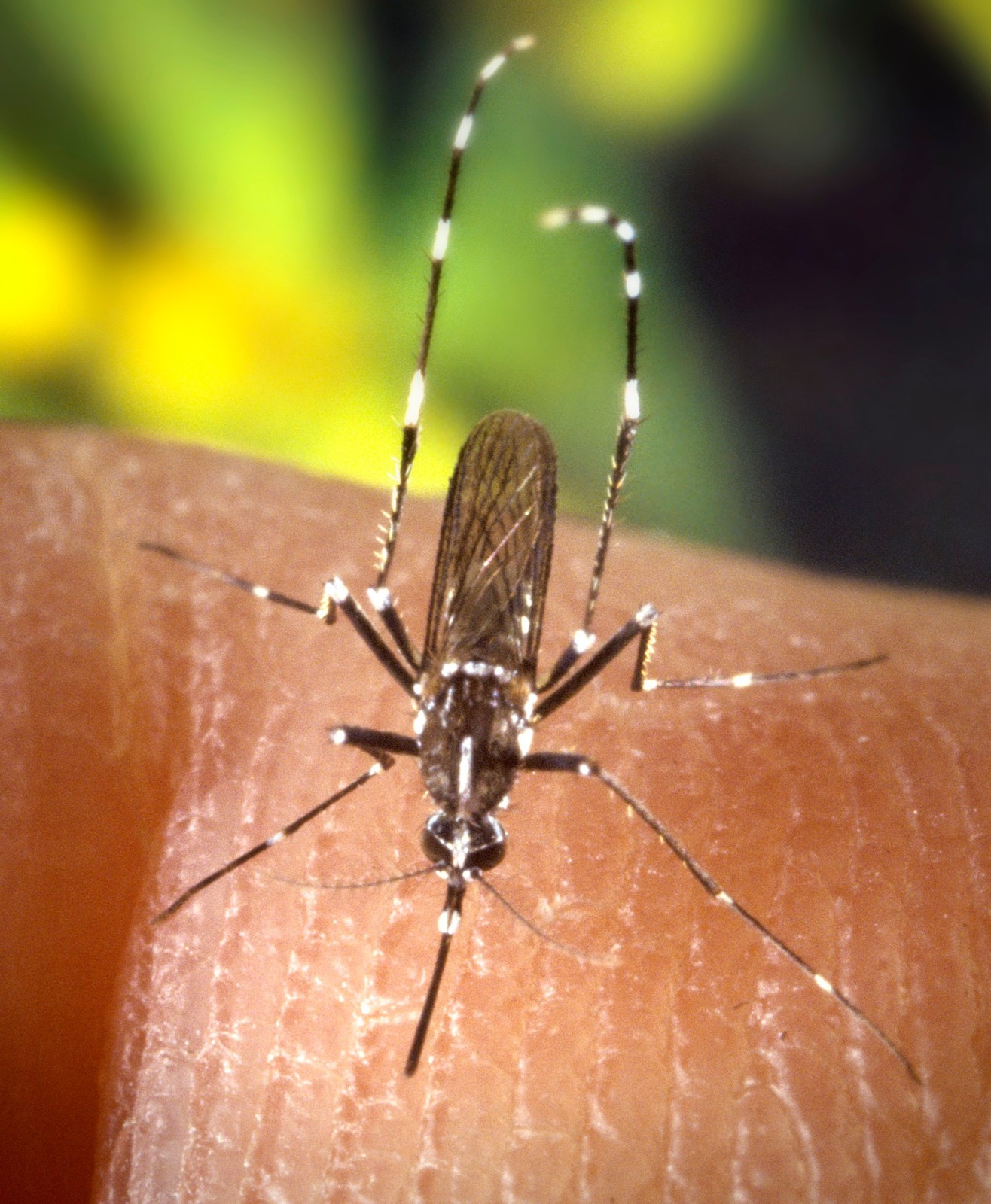Un esemplare di zanzara tigre (Aedes albopictus).