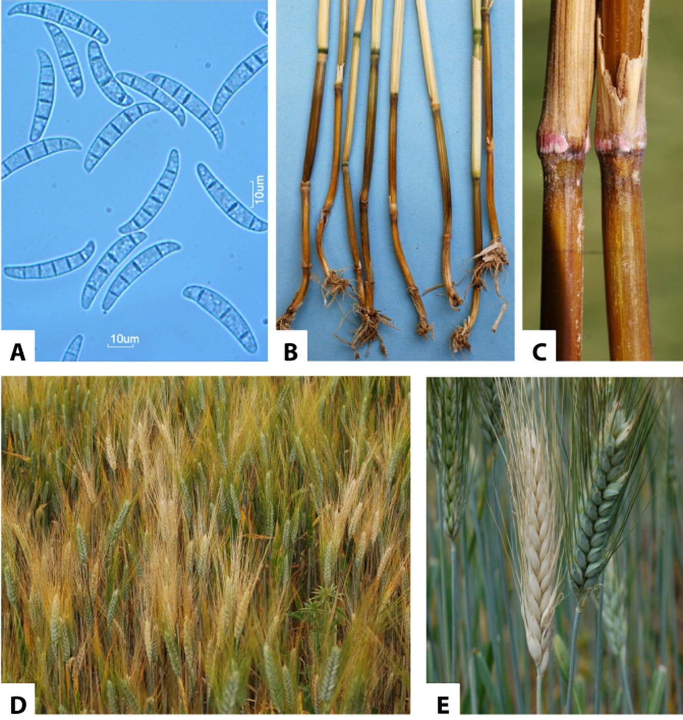 Spiga di grano colpita da Fusarium culmorum, fungo produttore di tossine nei cereali.