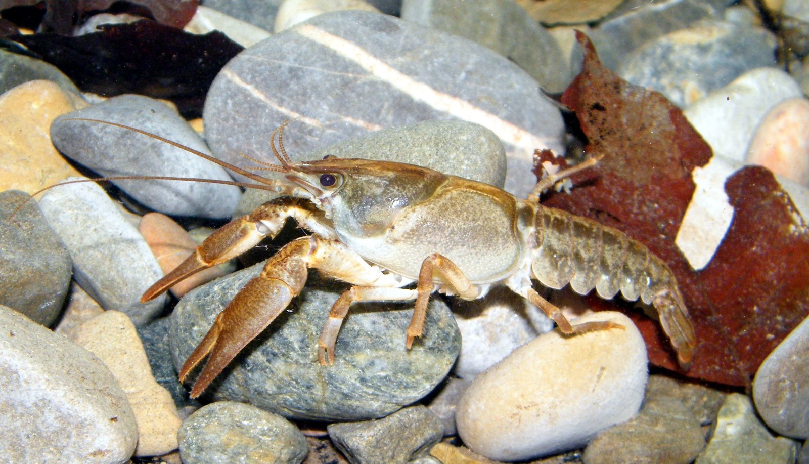 Un esemplare di gambero di fiume italiano (Austropotamobius italicus), l'unica specie indigena protetta in Ticino.