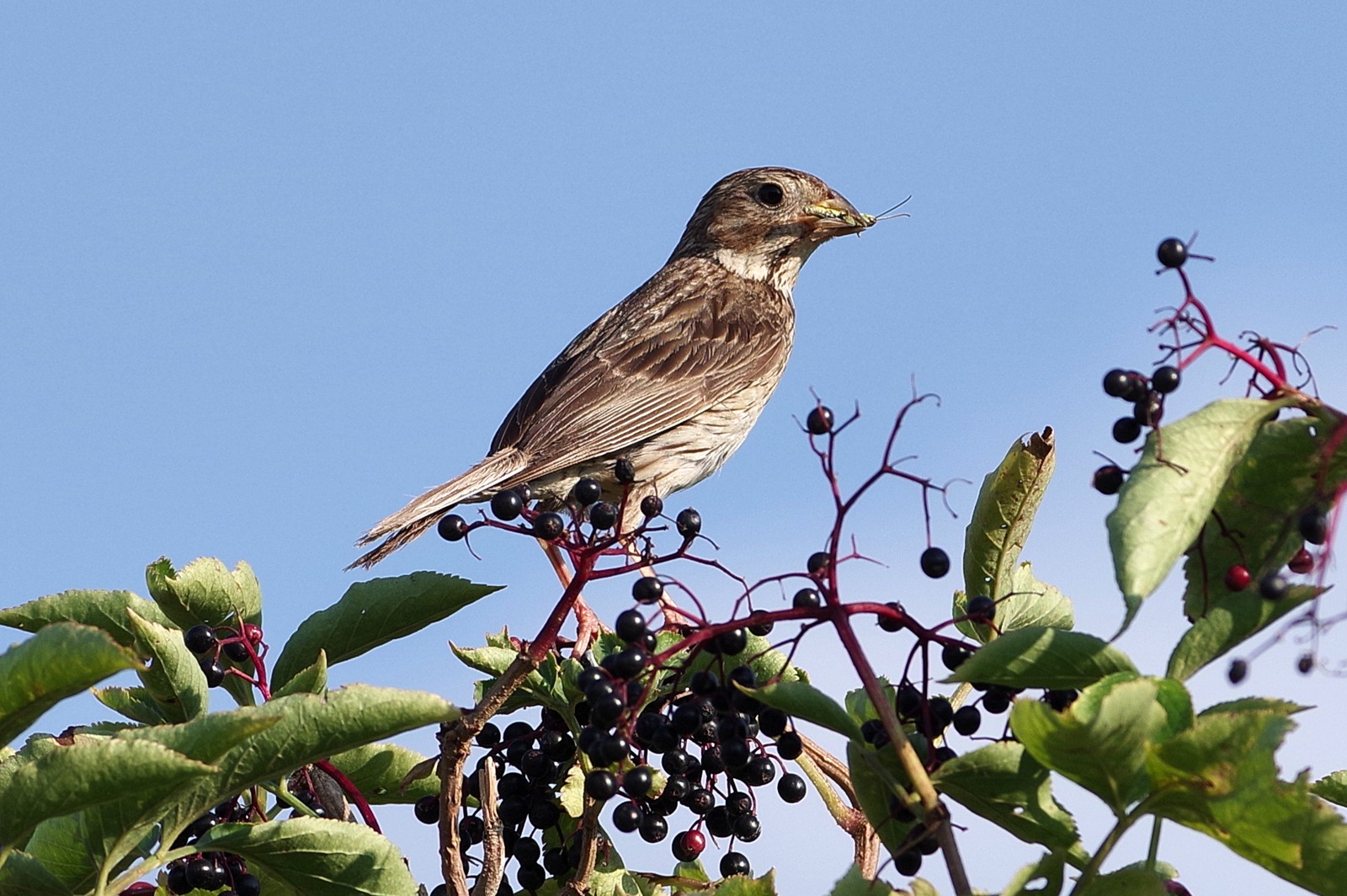 Uno strillozzo (Emberiza calandra) in natura. Nel Grand Marais la popolazione è in forte crescita.