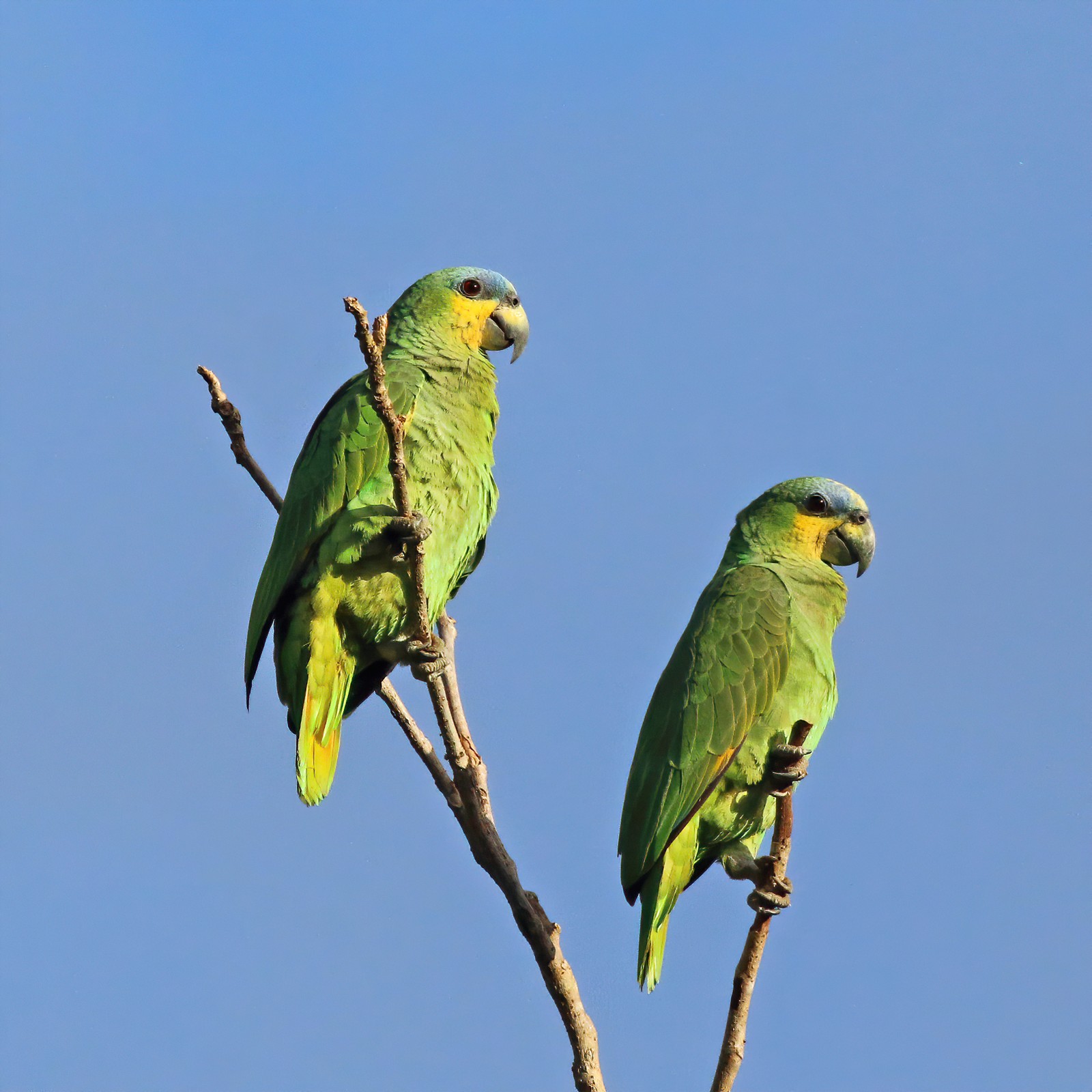 Due pappagalli dell'Amazzonia (foto d'archivio)