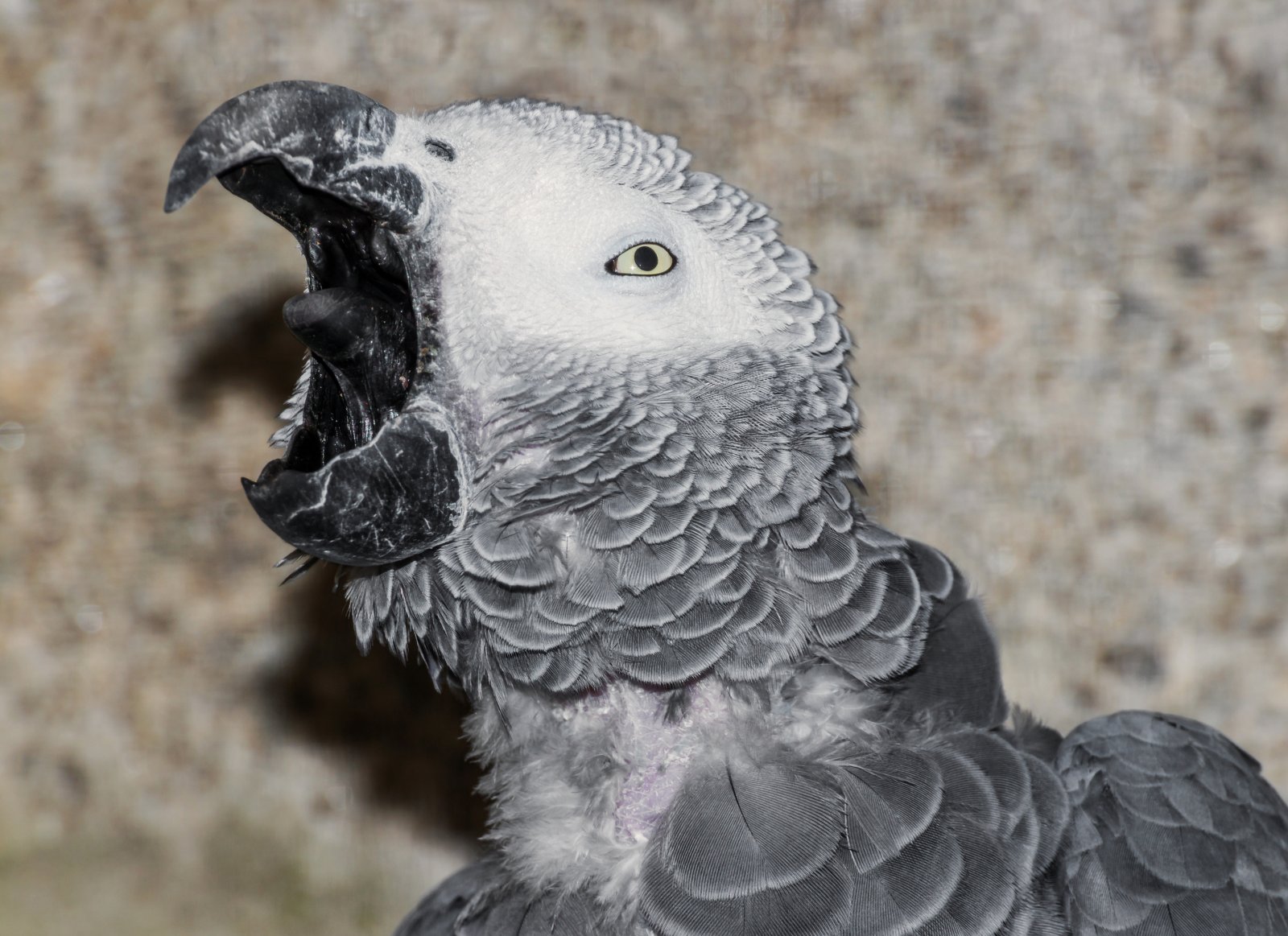 Un esemplare di pappagallo cenerino (Psittacus erithacus) (foto illustrativa)