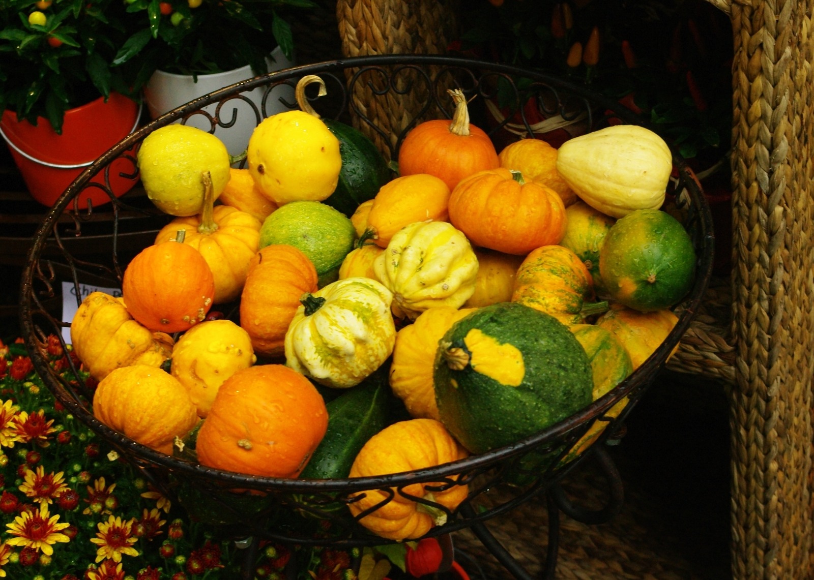 Immagine illustrativa di zucche in un negozio di Vienna, fotografate nel 2013; non ritrae la Sagra della zucca di Castel San Pietro.