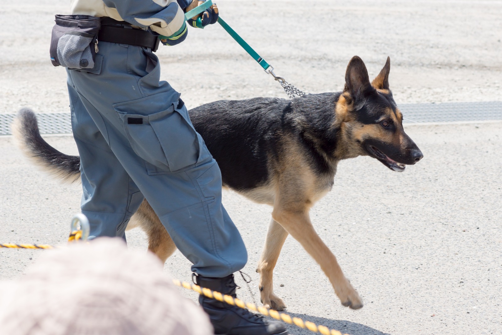 Foto d’archivio: cane da ricerca durante una dimostrazione di soccorso in Giappone (2017). Immagine illustrativa, non relativa ai binomi REDOG Ticino citati.