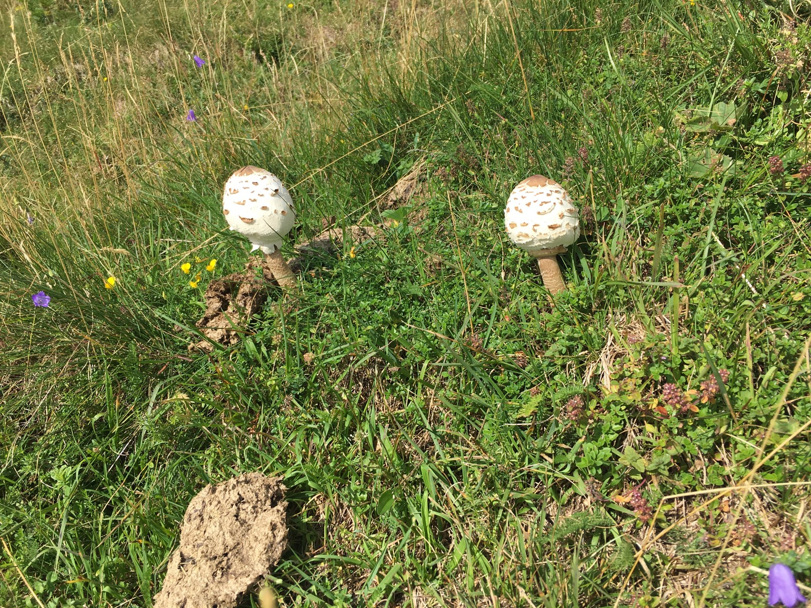 Funghi lungo un sentiero sul Monte Generoso in Ticino (foto d'archivio illustrativa)