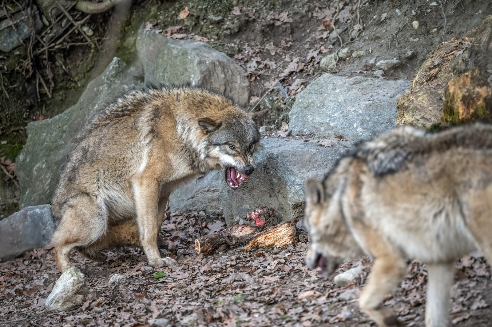 Un esemplare di lupo europeo. Il Consiglio di Stato ha deciso la regolazione parziale dei branchi Peloso e Camoghè.