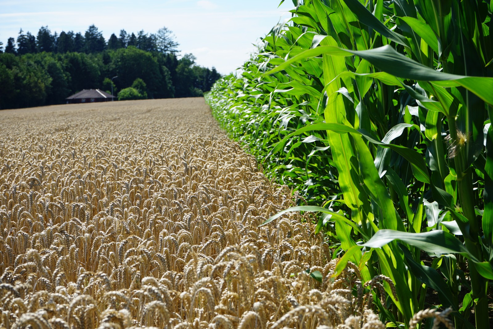 Campi agricoli in Svizzera (foto d'archivio). Grandine Svizzera stima risarcimenti fino a 170 milioni nel 2026.