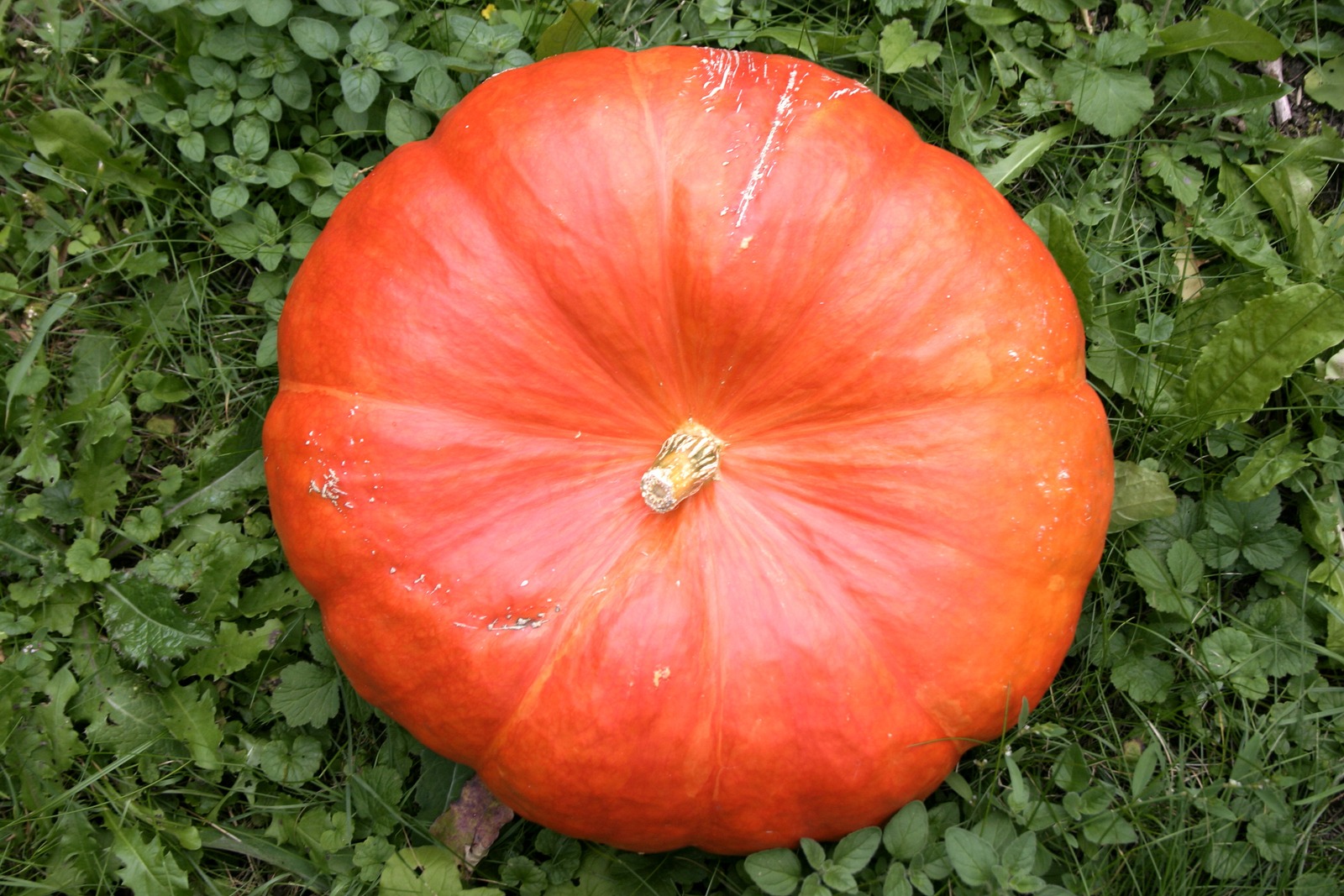 Una zucca in una foto di repertorio del 2006. Non è l’esemplare da 460 chili esposto a Bellinzona.