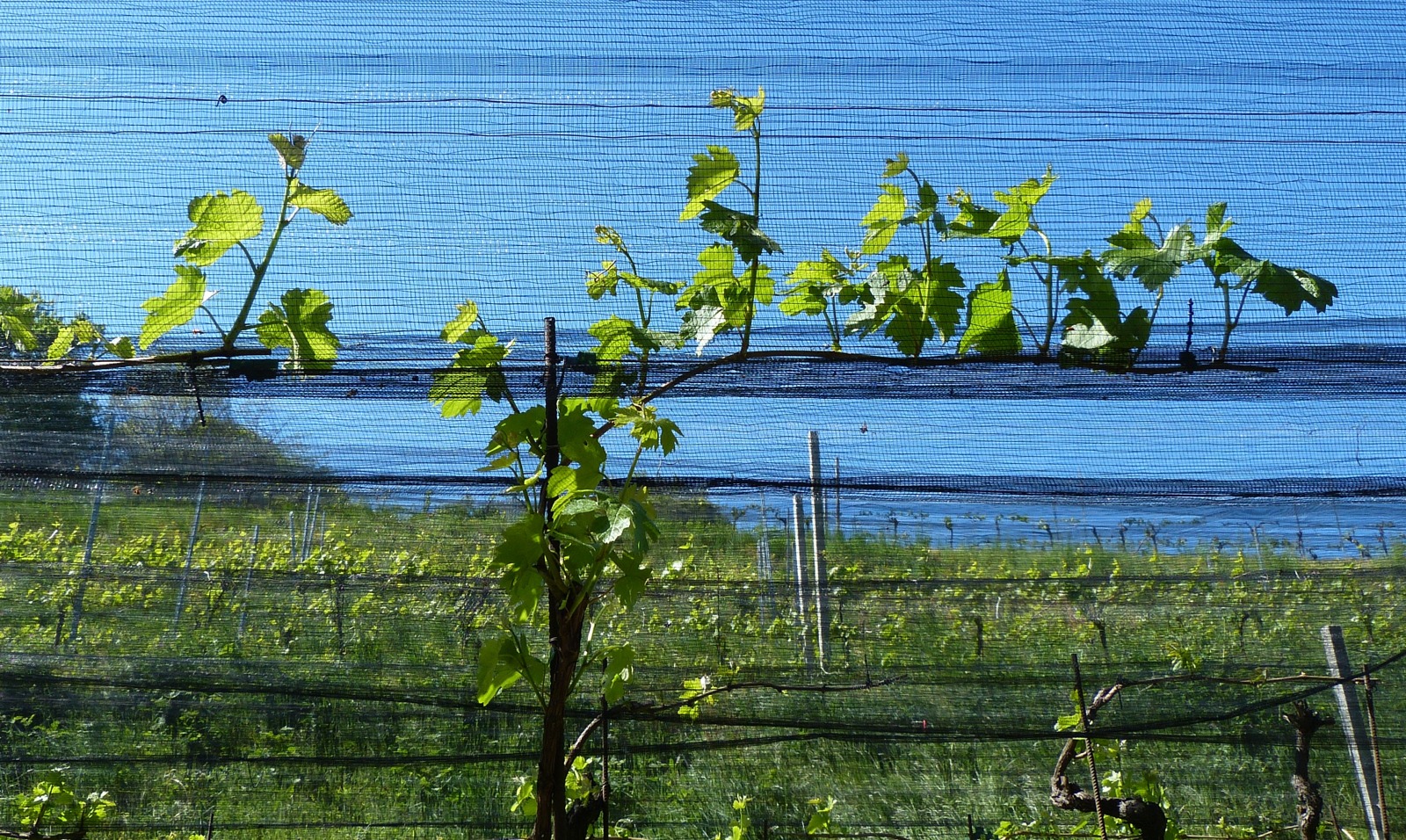 Vigneti a Meride, foto d'archivio (2017). Immagine illustrativa, non del vino finalista.