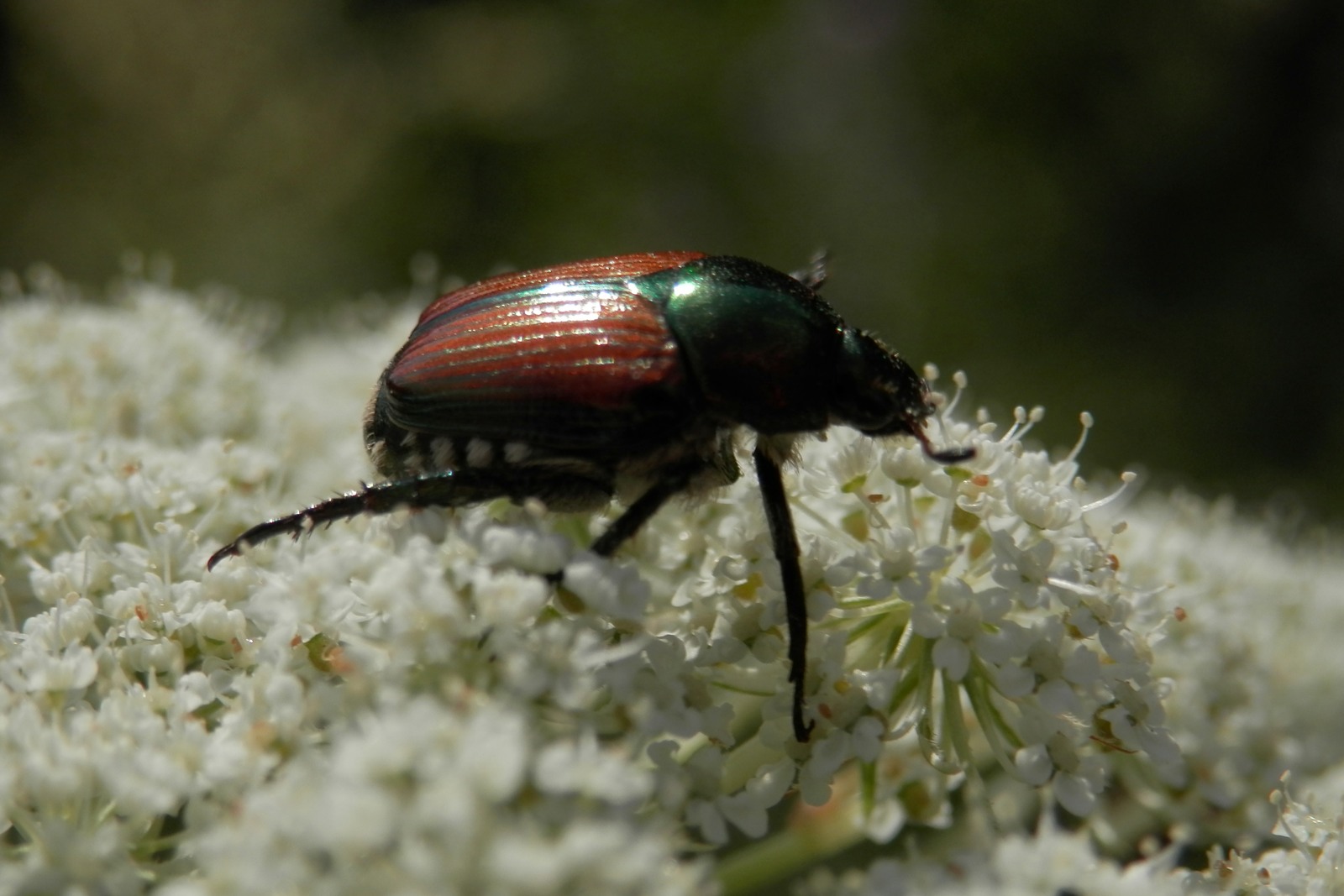 Un coleottero giapponese (Popillia japonica) fotografato a Guelph, in Canada. Foto d’archivio (2013), immagine di repertorio: non ritrae le operazioni di monitoraggio in Ticino. Ridimensionata; licenza: https://creativecommons.org/licenses/by-sa/4.0/.