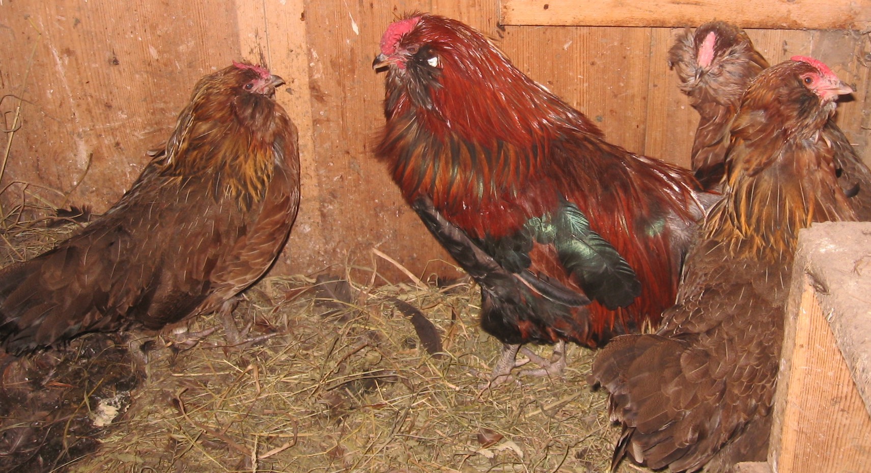 Una gallina appenzellese barbuta, razza autoctona tradizionale salvaguardata da ProSpecieRara (foto d'archivio 2007).