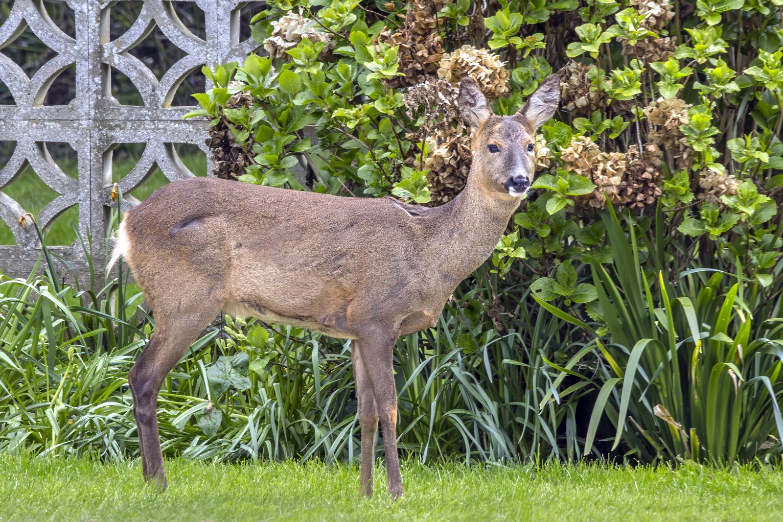 Una cerbiatta in un ambiente naturale (foto d'archivio illustrativa).