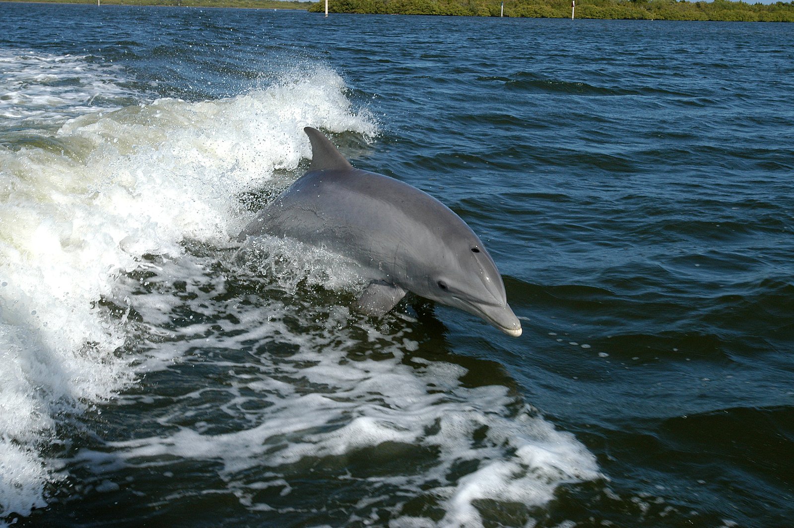 Un delfino nelle acque marine (foto d'archivio illustrativa). Alessandro Veletta ha completato la traversata dello Stretto a delfino.