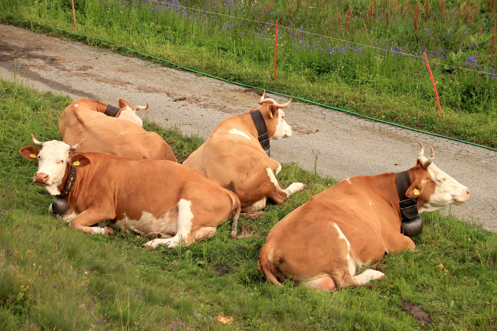 Mucche al pascolo sulle Alpi svizzere.